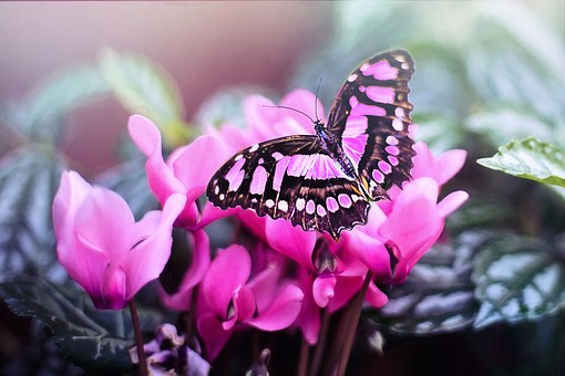 Pink Butterfly